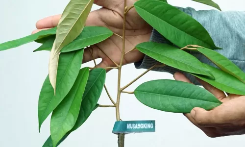 Tips Memilih Bibit Durian Musang King yang Unggul dan Cepat Berbuah