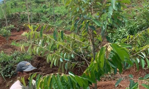 3 Cara Menanam Buah Durian Musang King Agar Berbuah Lebat