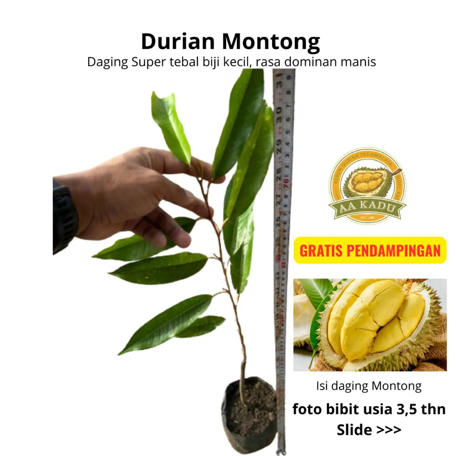 Durian Montong Premium Okulasi 50cm