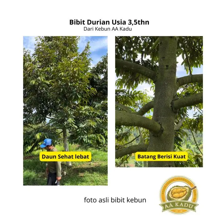 Durian Super Tembaga Premium Okulasi 50cm