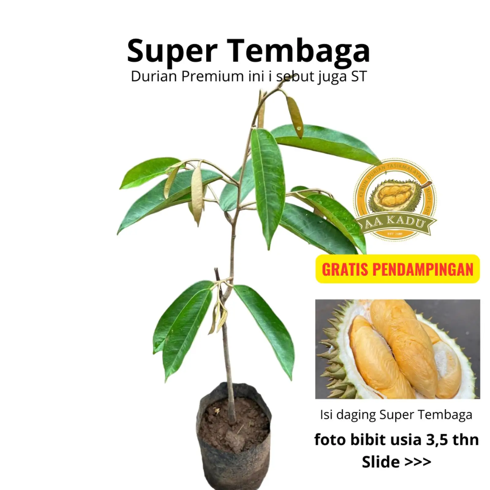 Durian Super Tembaga Premium Okulasi 50cm