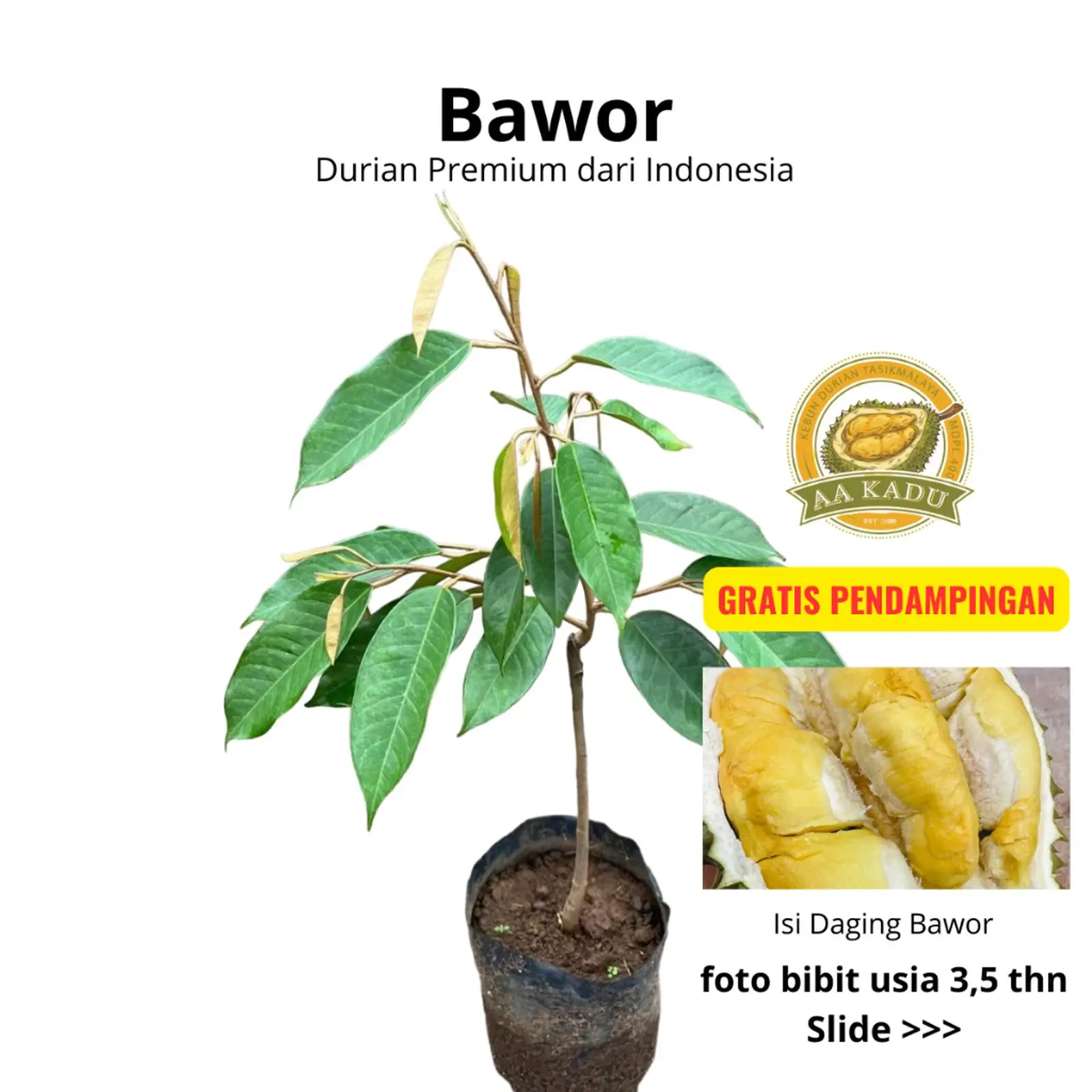 Durian Bawor Premium Okulasi 50cm