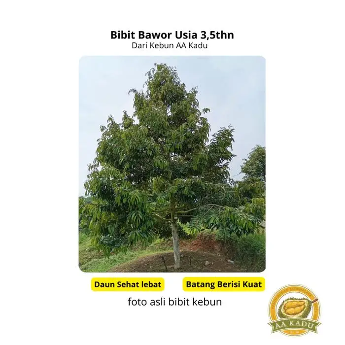 Durian Bawor Premium Okulasi 50cm
