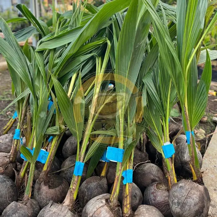 Bibit Kelapa Pandan Wangi Asli Thailand Berkualitas Unggul
