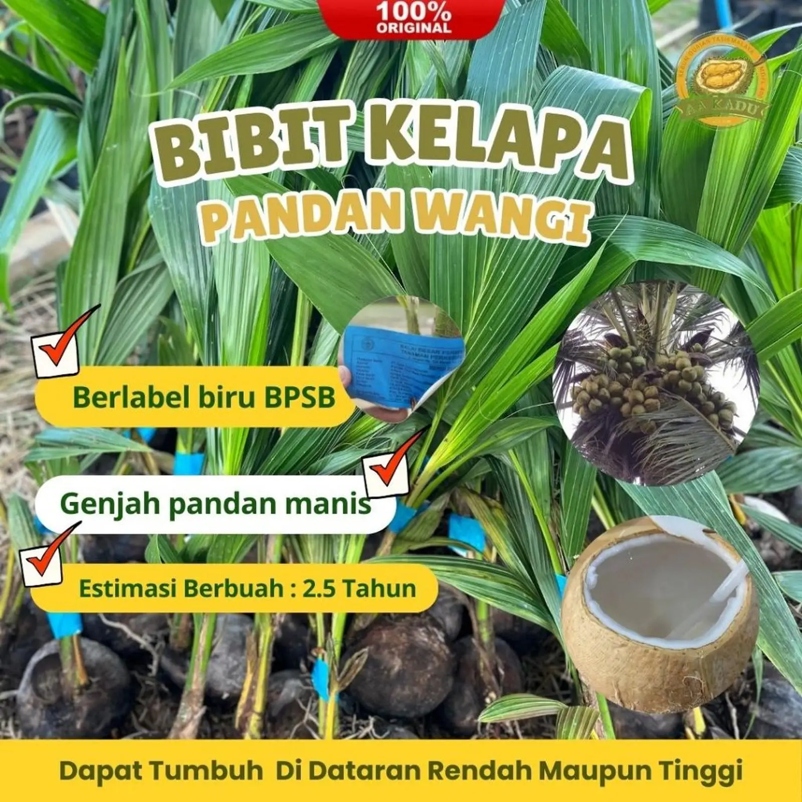 Bibit Kelapa Pandan Wangi Asli Thailand Berkualitas Unggul