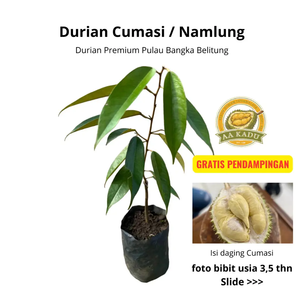Durian Cumasi/Namlung Premium Okulasi 50cm