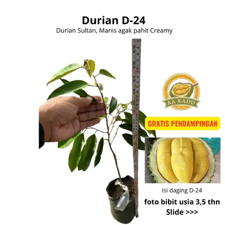 Durian D24/Sultan Premium Okulasi 50cm