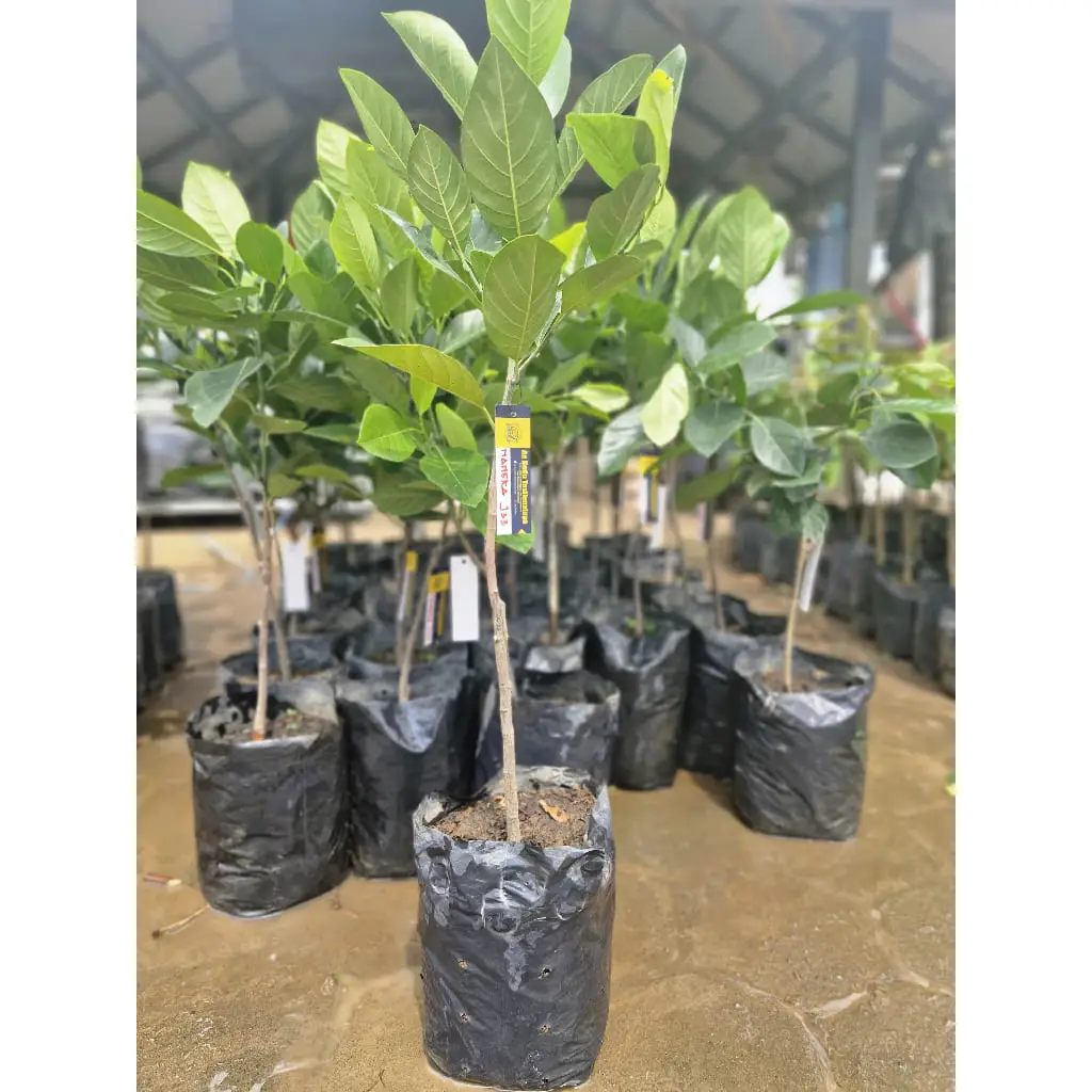 Bibit Nangka Madu Malaysia/J33 (70cm)