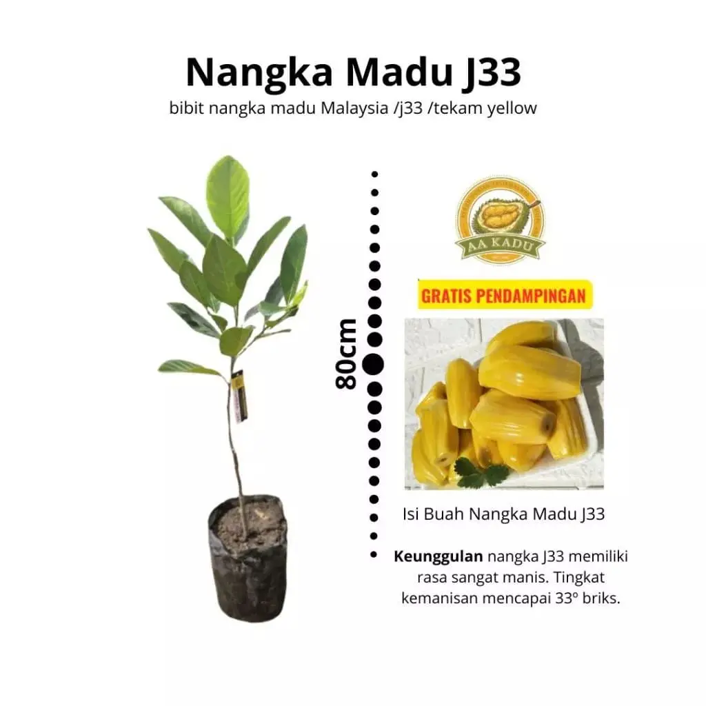 Bibit Nangka Madu Malaysia/J33 (70cm)