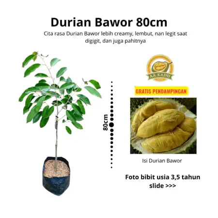 Bibit Durian Bawor Premium Okulasi 80cm