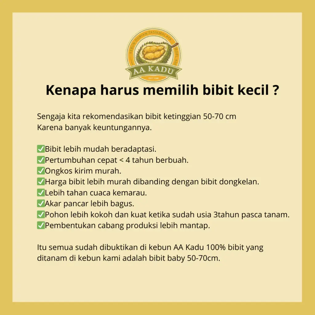 Bibit Durian Bawor Premium Okulasi 80cm