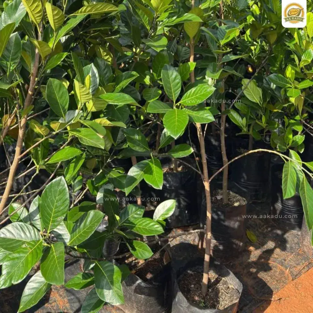 Bibit Nangka Madu Malaysia/J33 (2 meter)