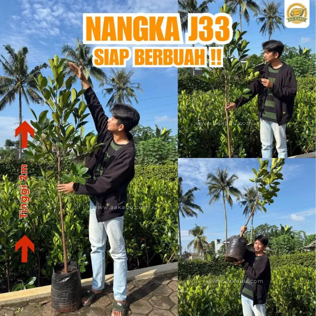 Bibit Nangka Madu Malaysia/J33 (2 meter)