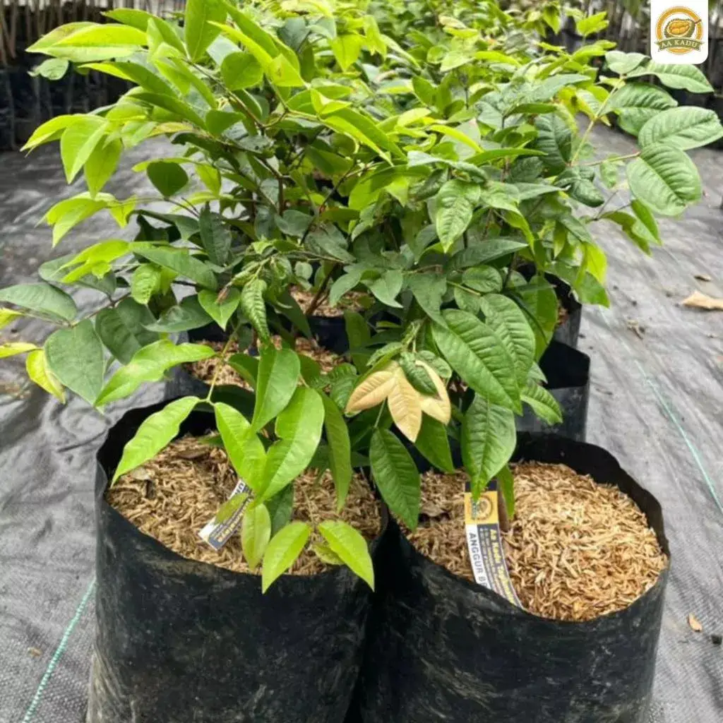 Bibit Anggur Brazil Preco (Jaboticaba Preco)