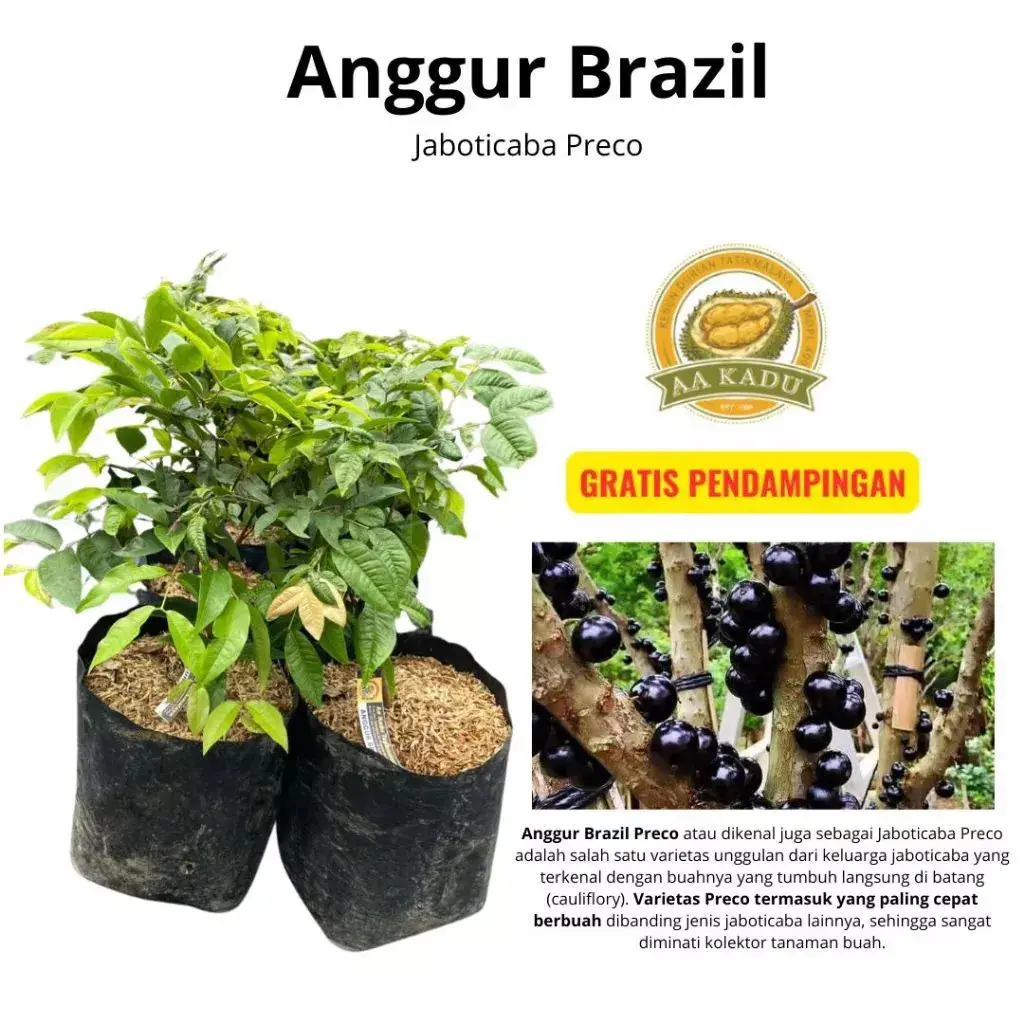 Bibit Anggur Brazil Preco (Jaboticaba Preco)