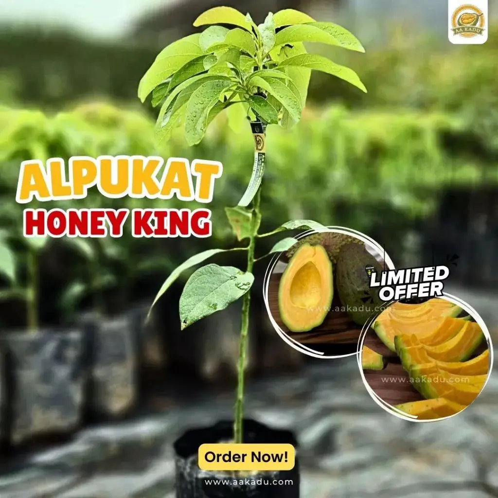 Bibit Alpukat Honey King