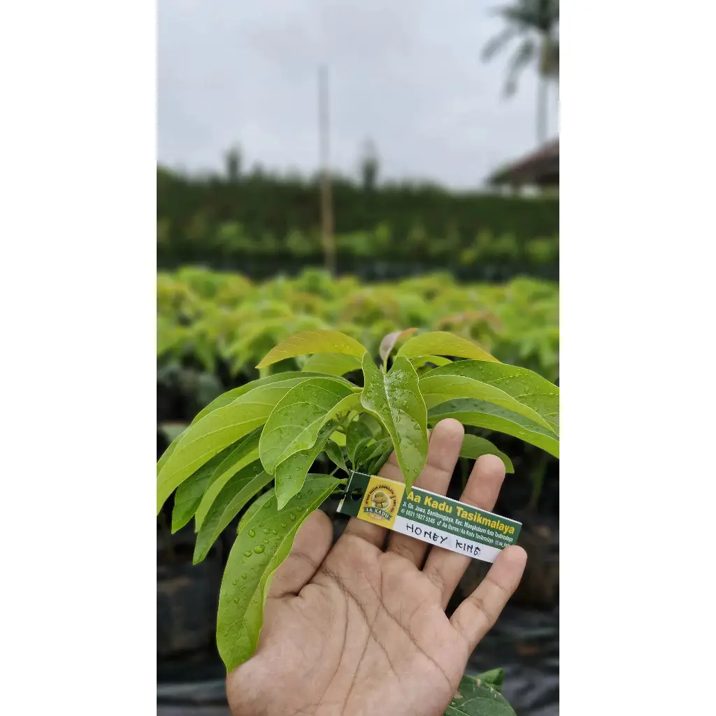 Bibit Alpukat Honey King