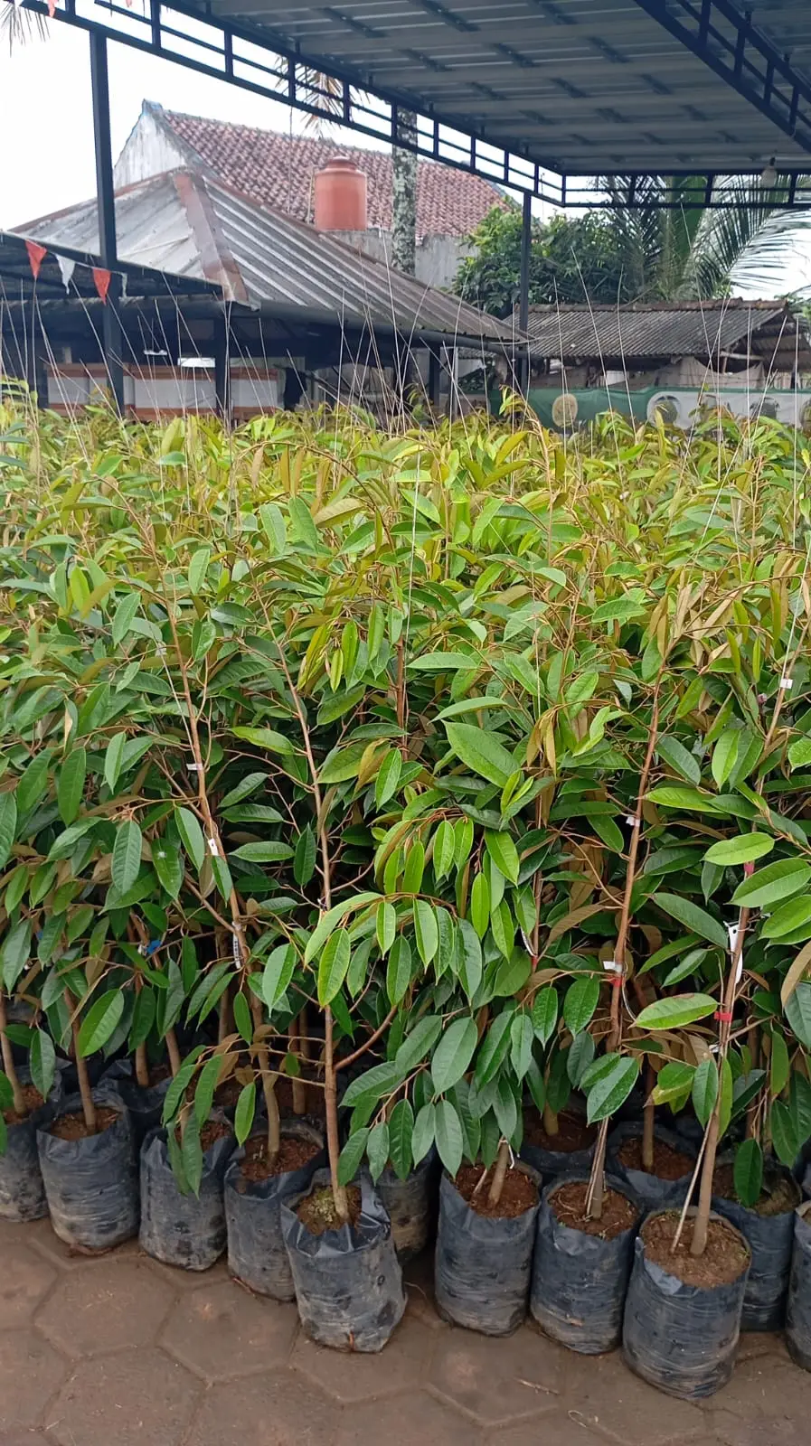 Bibit Durian Tinggi 100cm Premium OkuLasi Tersertifikasi Daya Hidup Tinggi Bergaransi AA Kadu Kebun Duritan Tasikmalaya