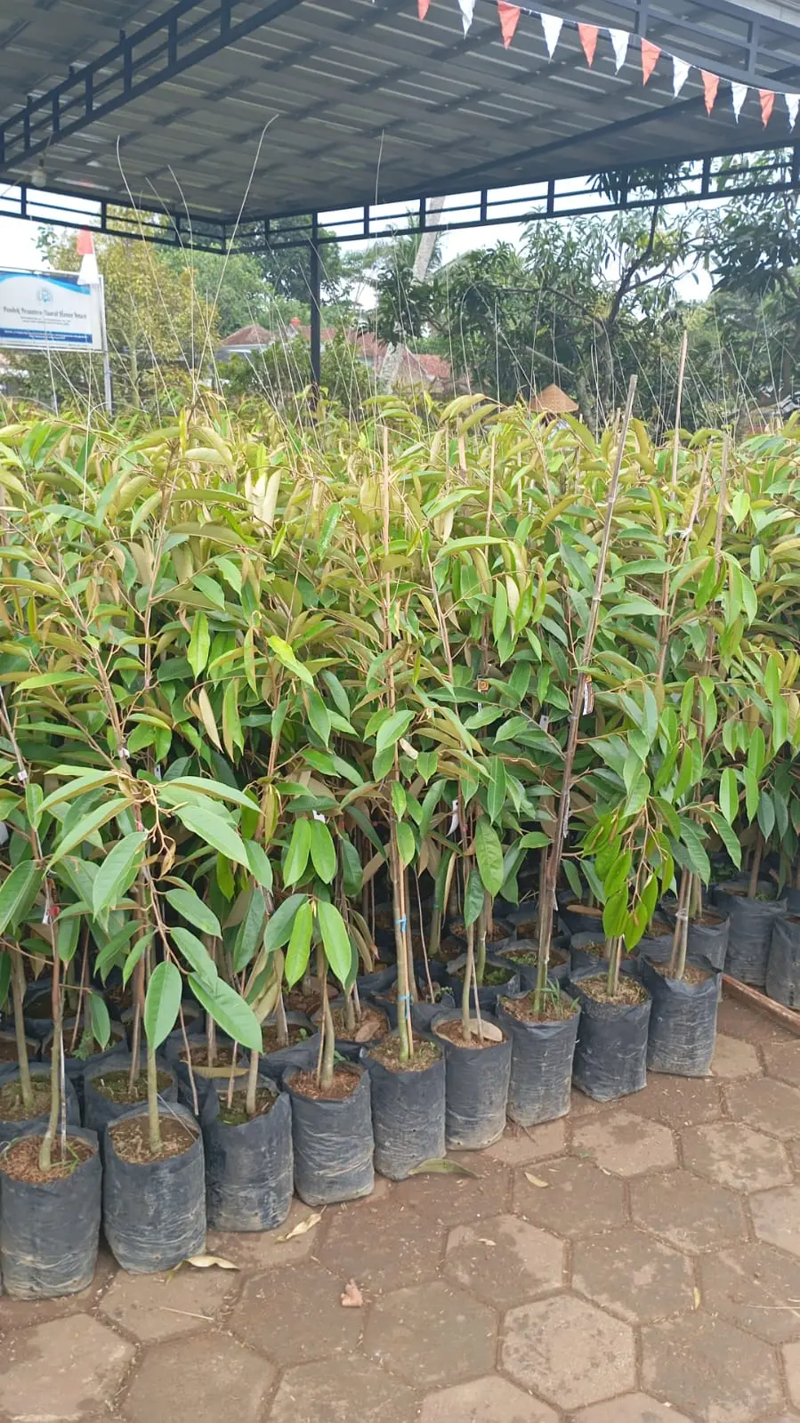 Bibit Durian Tinggi 100cm Premium OkuLasi Tersertifikasi Daya Hidup Tinggi Bergaransi AA Kadu Kebun Duritan Tasikmalaya