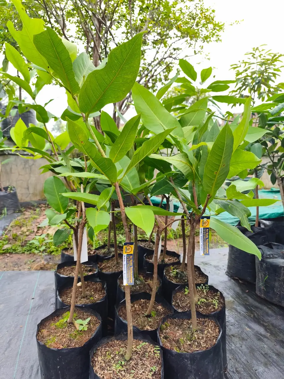 Bibit Jambu Air Green Giant