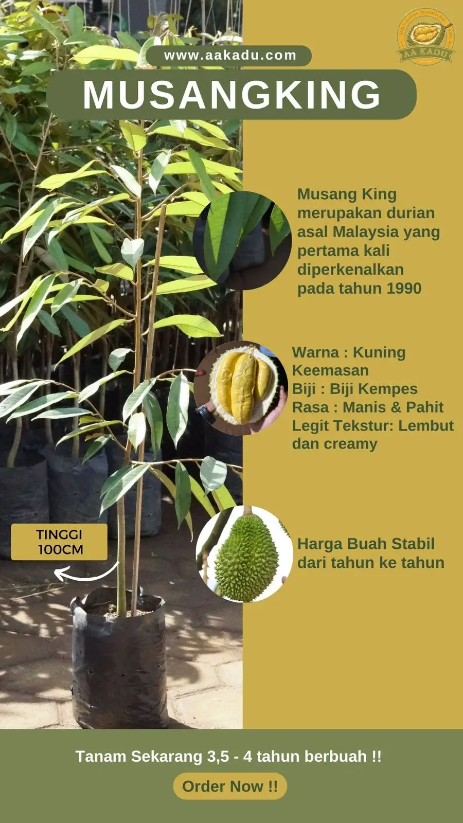 Bibit Durian Musangking Premium Okulasi 100cm