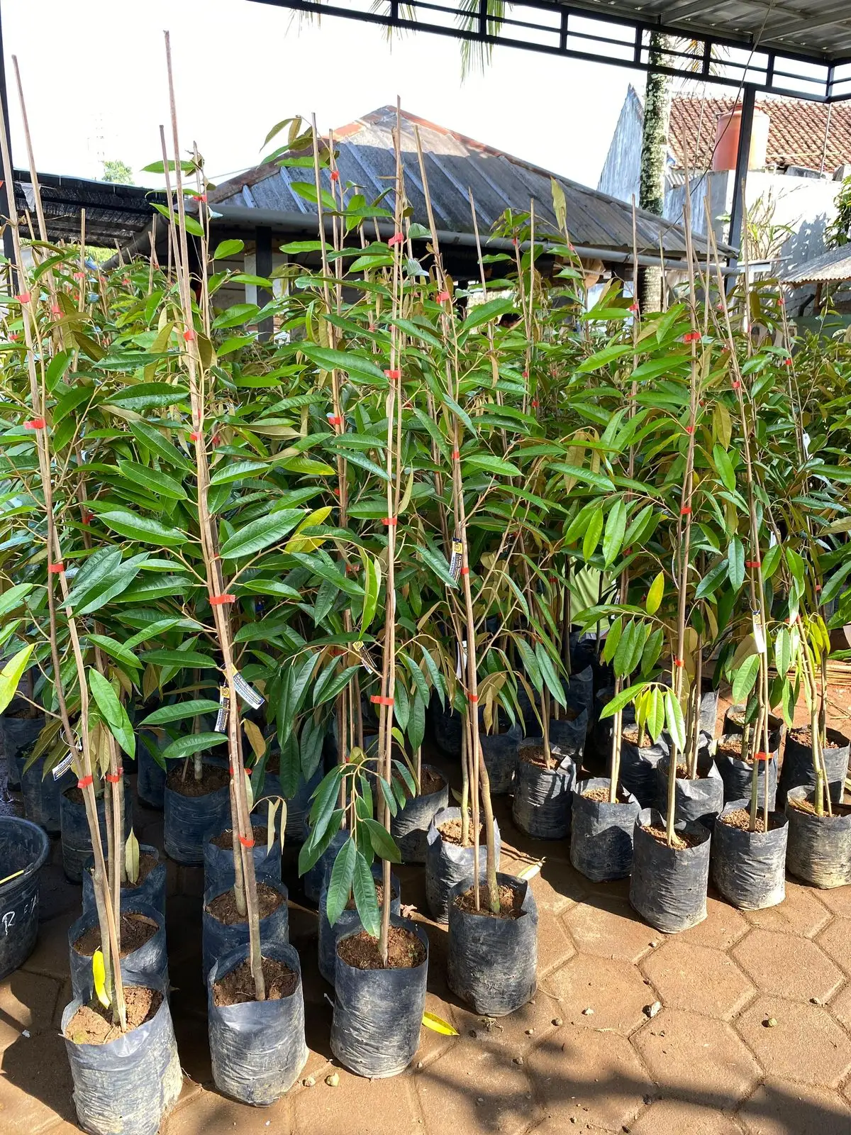 Bibit Durian Musangking Tinggi 100cm Premium Okulasi