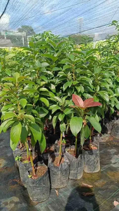 Bibit Genjah Alpukat Red Vietnam