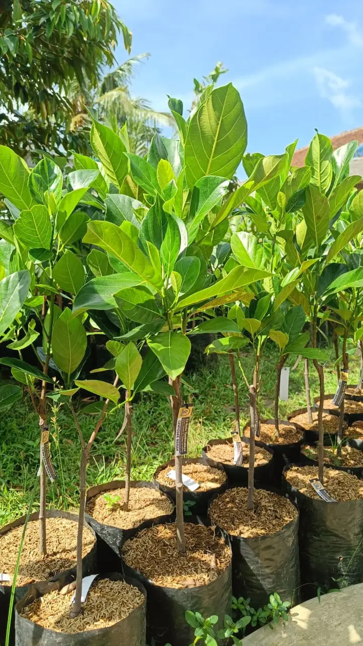 Bibit Cempedak Merah