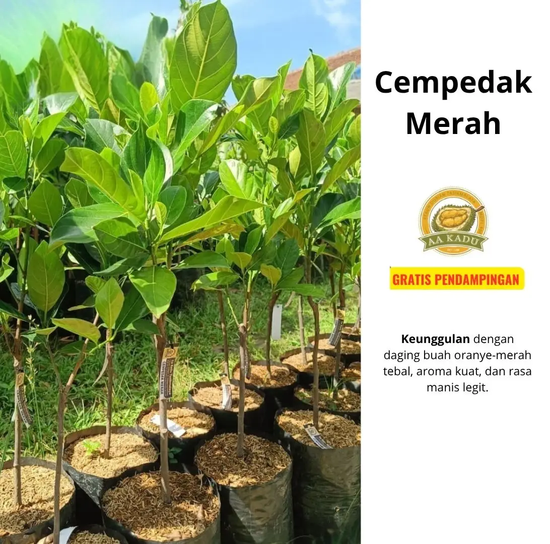 Bibit Cempedak Merah
