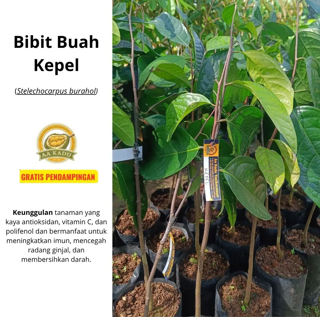 Bibit Buah Kepel