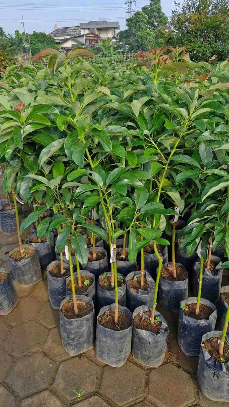 Bibit Alpukat Mentega