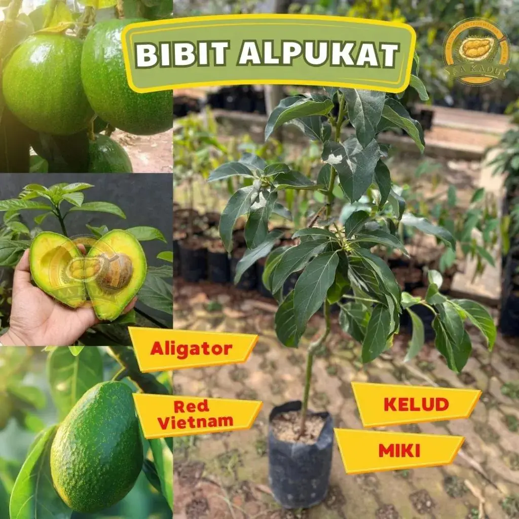 Bibit Alpukat Kelud
