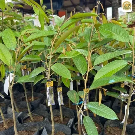 Bibit Durian Tupaiking Rare