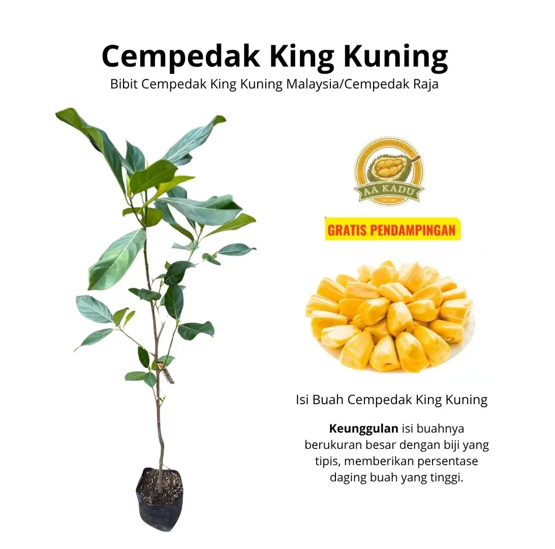 Bibit Cempedak King Kuning Okulasi