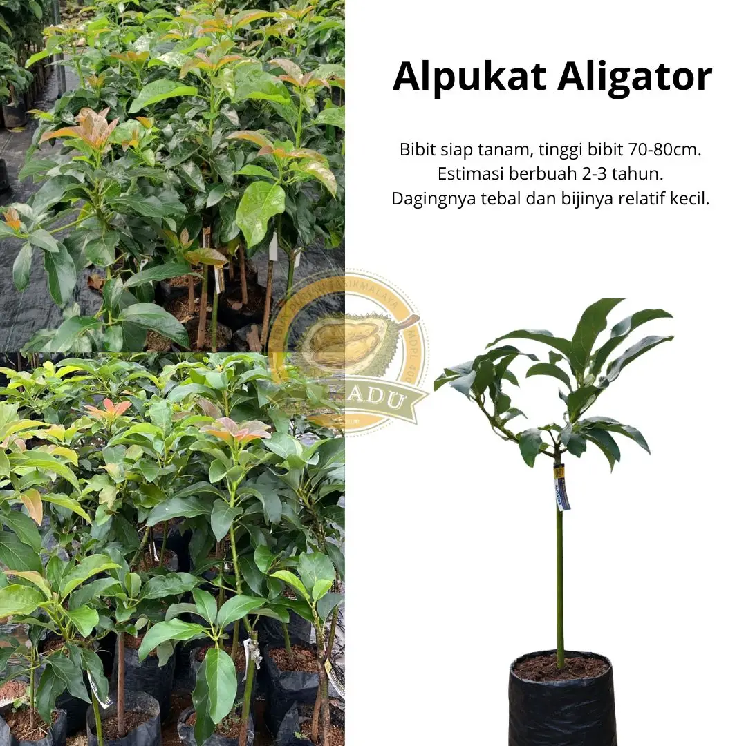 Bibit Alpukat Aligator Okulasi