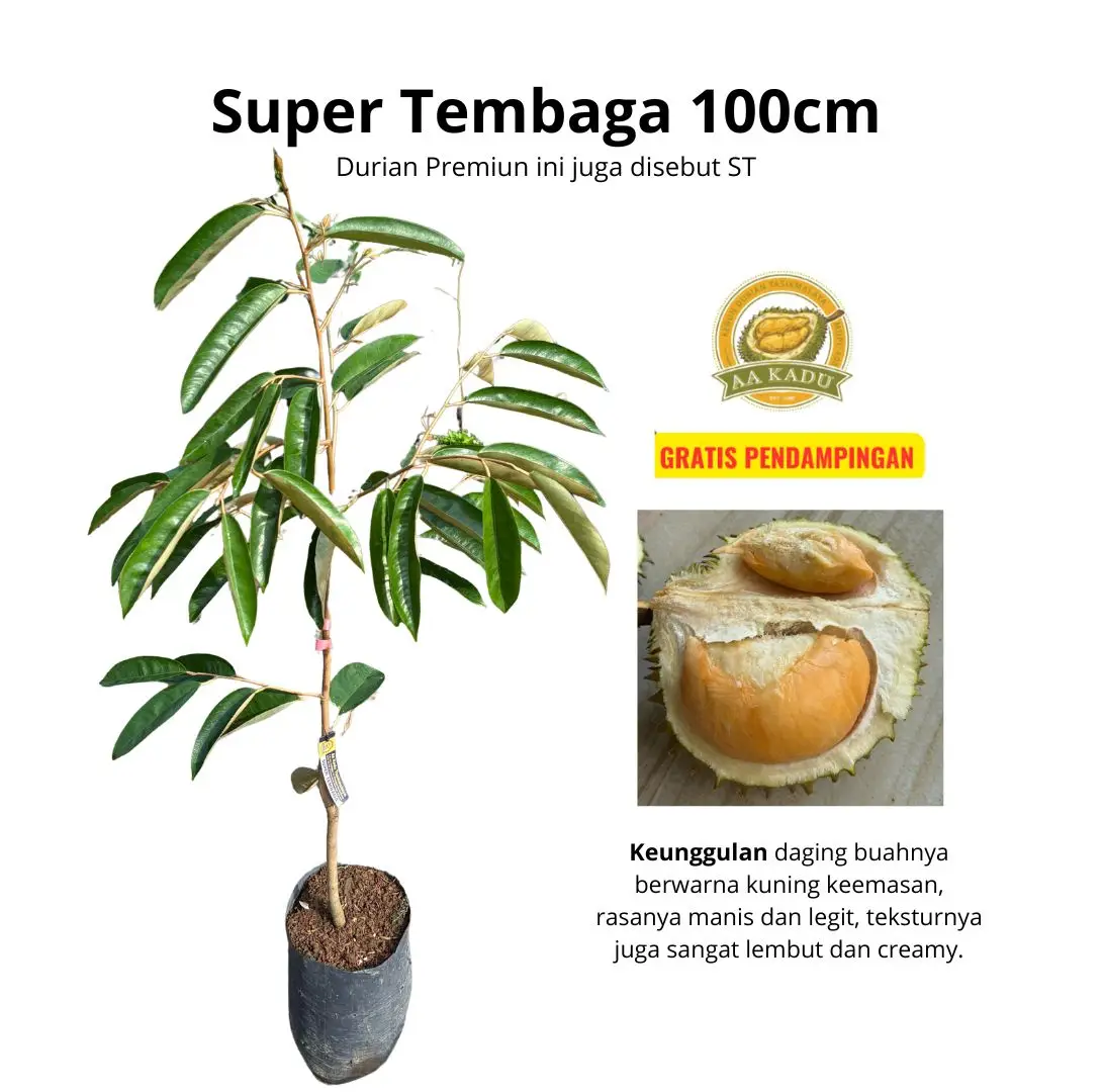 Bibit Durian Super Tembaga Tinggi 100cm Premium Okulasi