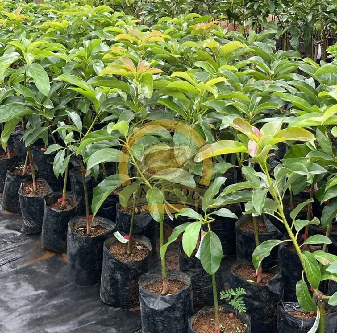 Bibit Alpukat Miki Okulasi