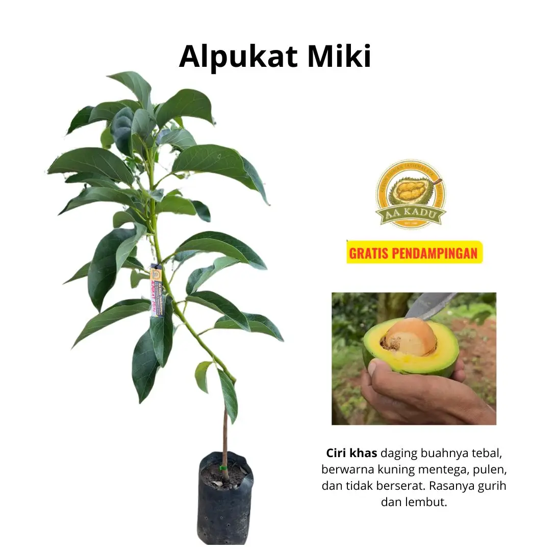 Bibit Alpukat Miki Okulasi