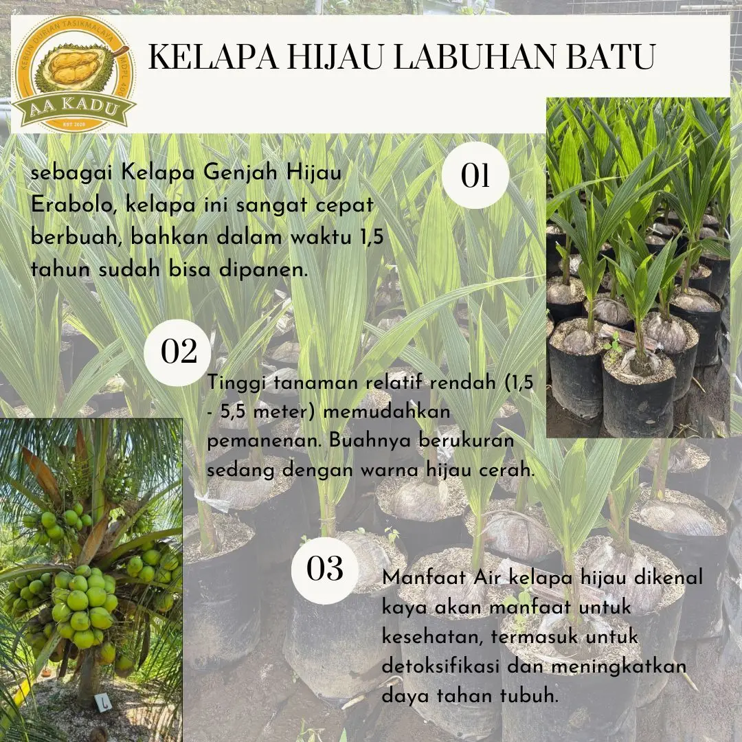 Bibit Kelapa Genjah Hijau Labuhan Batu Kualitas Unggul