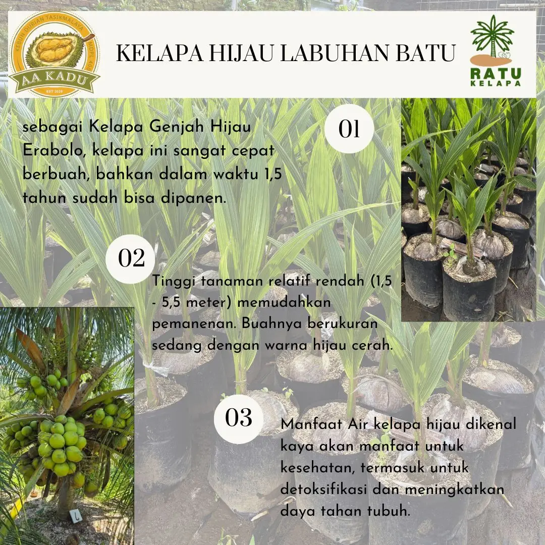 Bibit Kelapa Genjah Hijau Labuhan Batu Kualitas Unggul