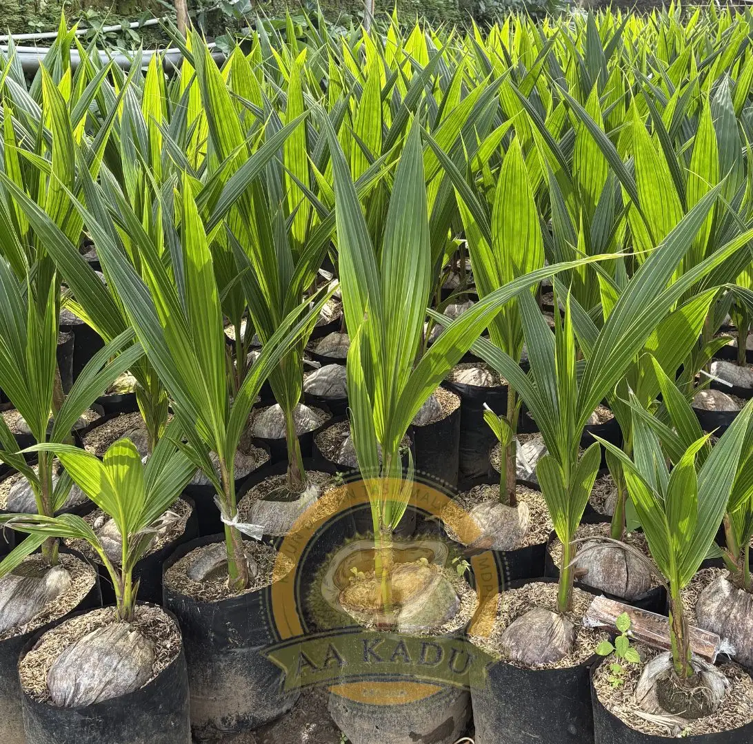 Bibit Kelapa Genjah Hijau Labuhan Batu Kualitas Unggul