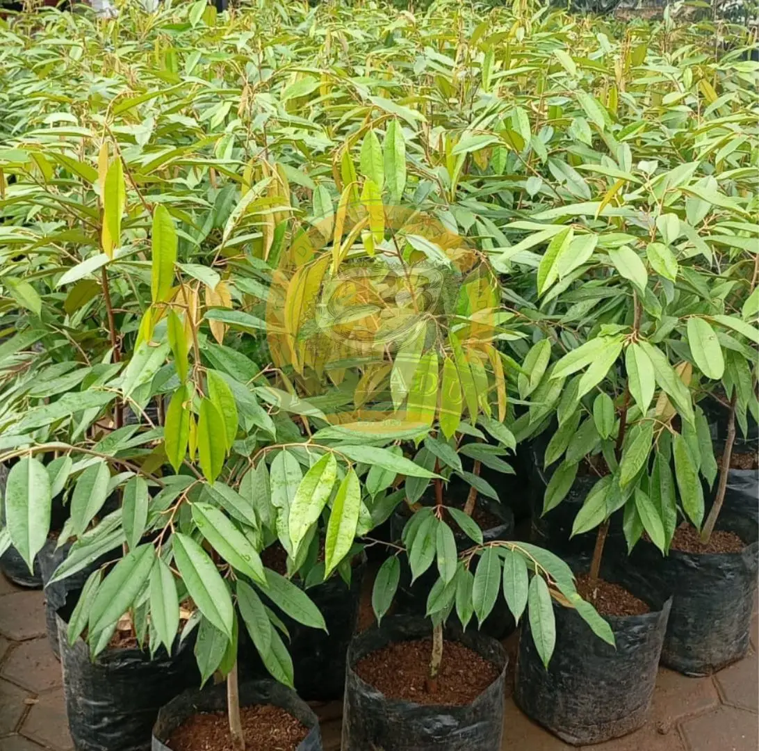 Bibit Durian Premium Okulasi P40/Polibag40 Tinggi 100cm