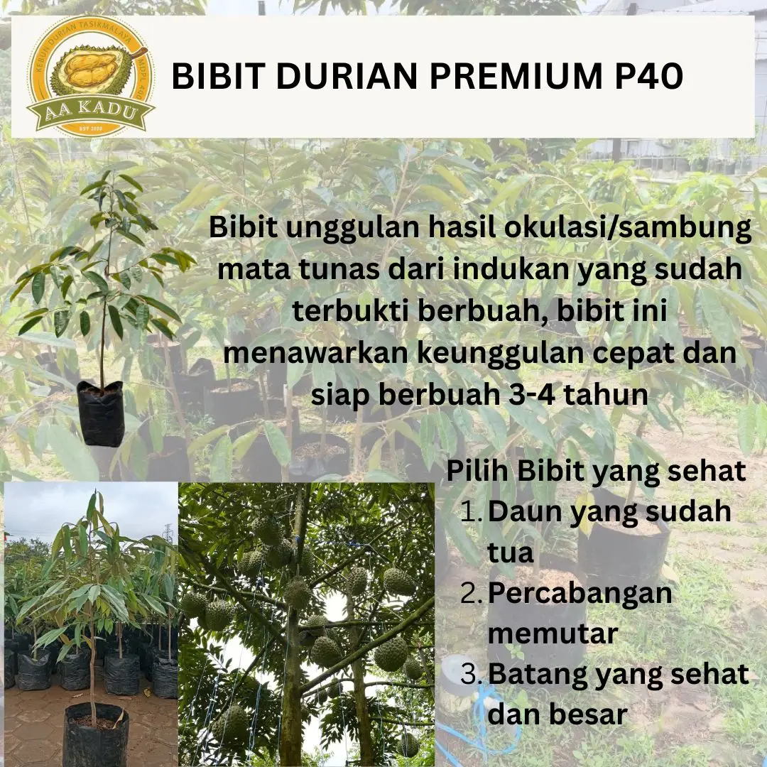 Bibit Durian Premium Okulasi P40/Polibag40 Tinggi 100cm