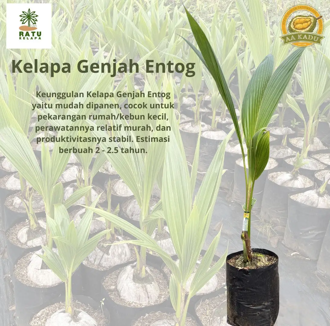 Bibit Kelapa Genjah Entog Berkualitas Unggul