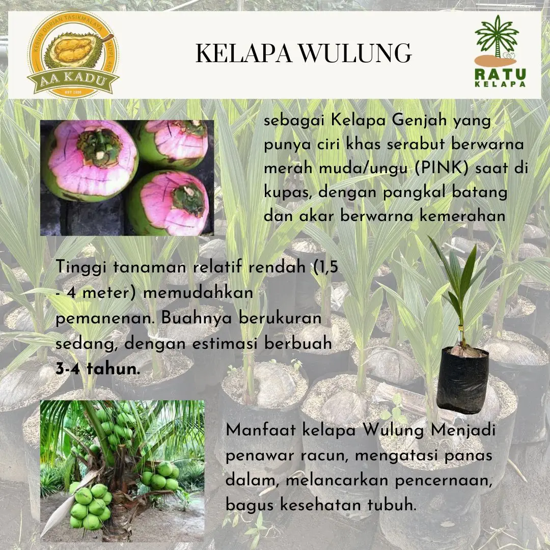 Bibit Kelapa Genjah Entog Wulung Berkualitas Unggul