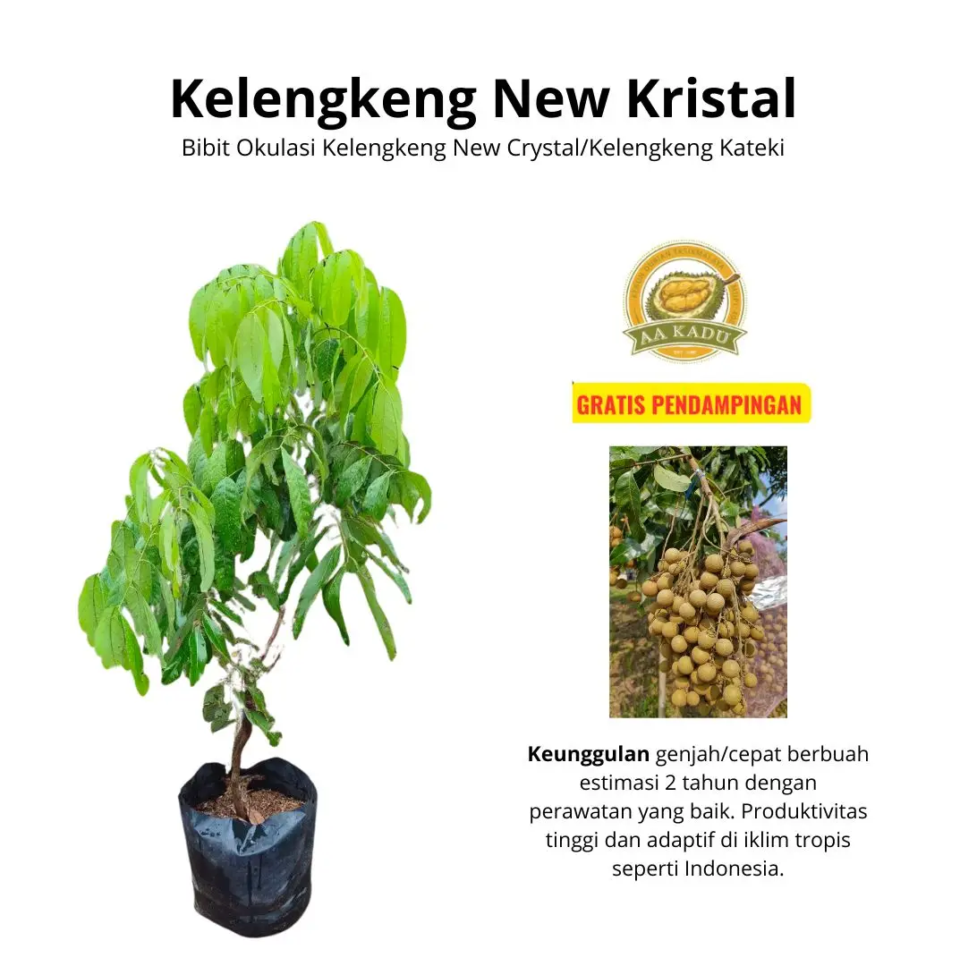 Bibit Okulasi Kelengkeng New Kristal/New Crystal