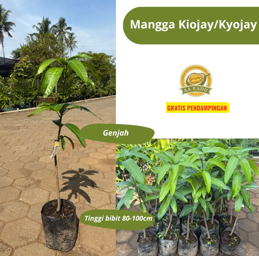 Bibit Okulasi Mangga Kiojay/Kyojay