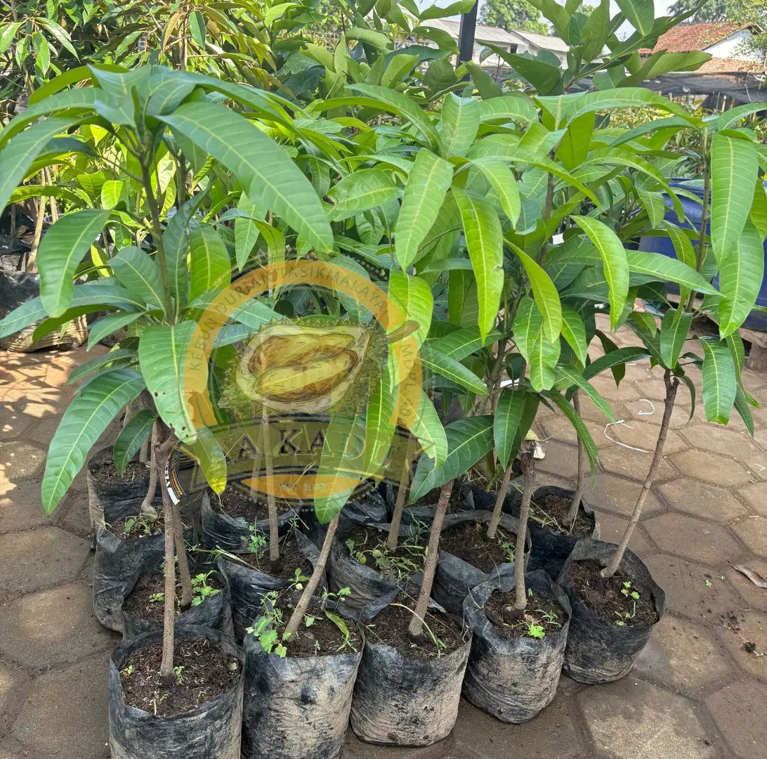 Bibit Okulasi Mangga Kiojay/Kyojay