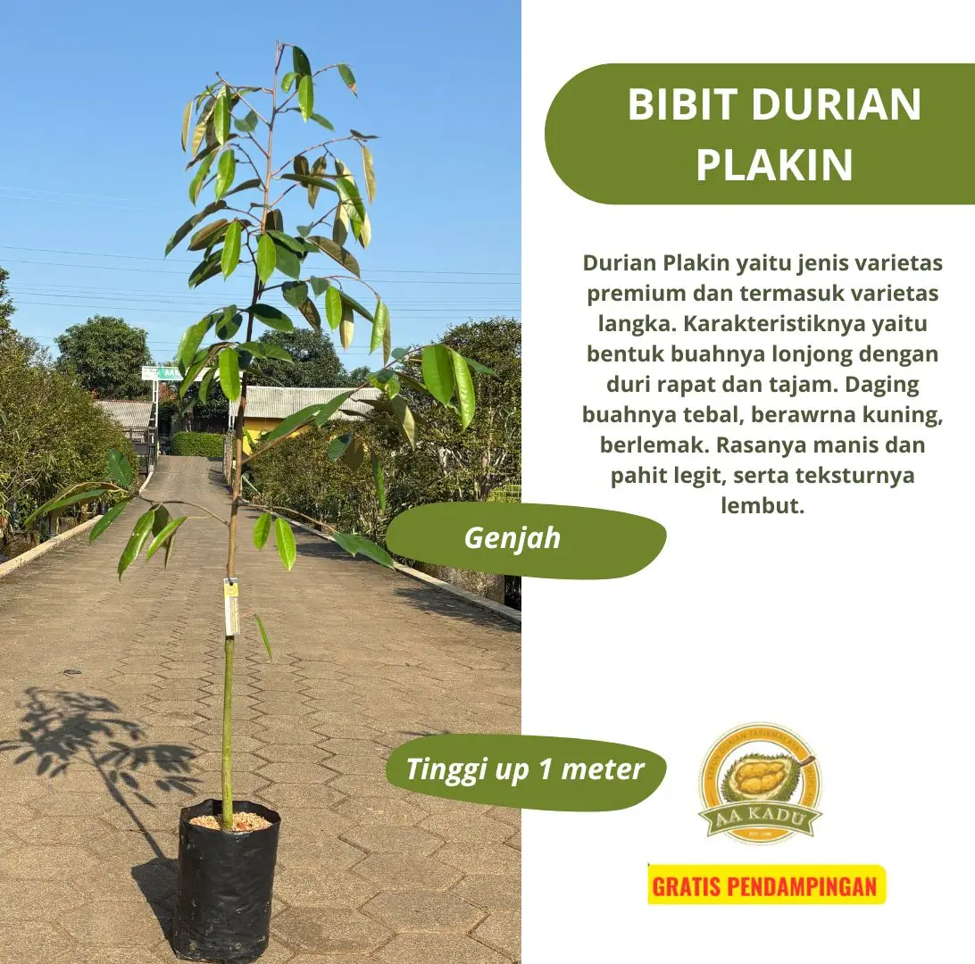 Bibit Durian Plakin Okulasi - Bibit Durian Rare