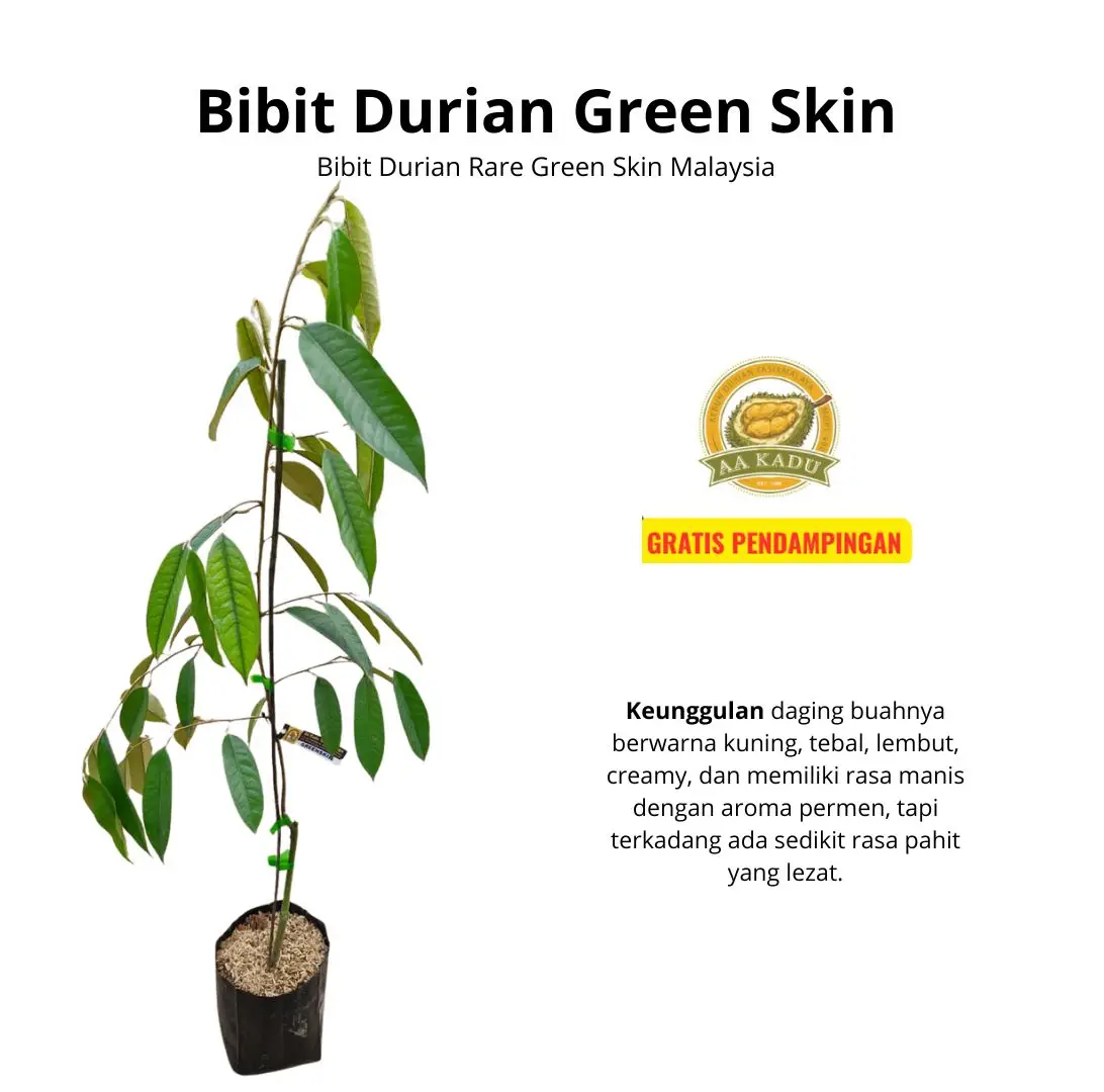 Bibit Durian Green Skin Okulasi - Bibit Durian Rare